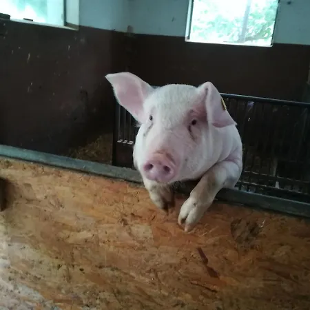 アパート Moesenlehen *