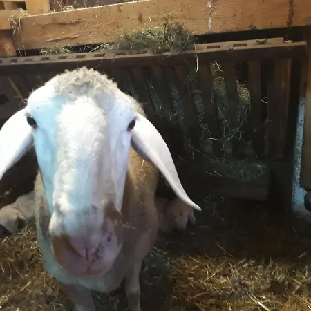 Moesenlehen * ミッタージル