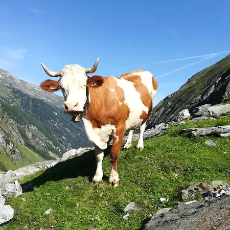 Moesenlehen Mittersill