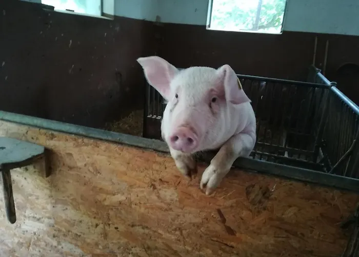 Apartmán Moesenlehen *