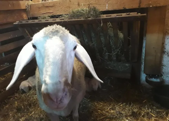 Mösenlehen * Mittersill