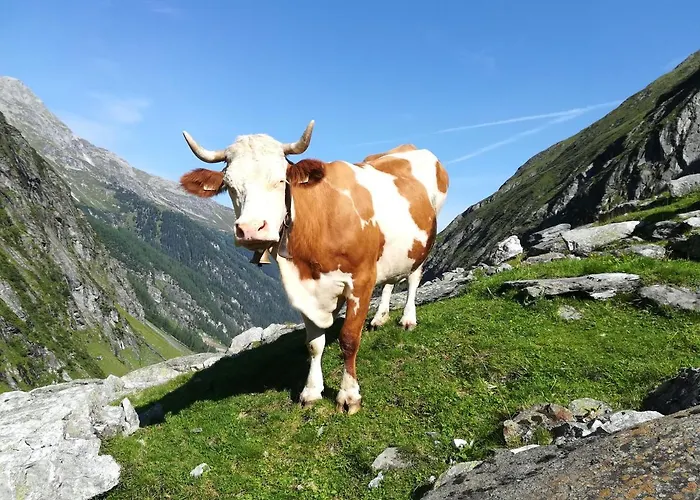 Mösenlehen Mittersill